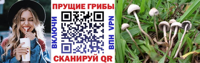 Псилоцибиновые грибы Psilocybe как найти наркотики Городовиковск